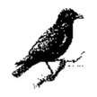 J.Crow's
