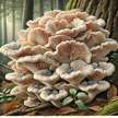 Гриби Майтаке (Maitake Mushrooms) з США