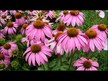 Відео огляд на Echinacea Purpurea Herb 1200 mg, Ехінацея, 100 капсул