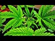 Відео огляд на Nature's Way, Alfalfa 405 mg, Люцерна 405 мг, 100 капсул