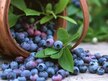 Відео огляд на Nature's Way, Bilberry Standardized, Чорниця, 90 капсул
