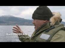 Норвежское масло лосося, Norwegian Salmon Oil, 230 капсул