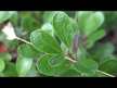 Відео огляд на Eclectic Herb, Uva Ursi 350 mg, Ува урсі 350 мг, 90 капсул