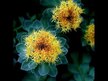 Відео огляд на Nature's Way, Rhodiola Standardized, Родіола, 60 капсул