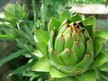 Відео огляд на Solaray, Artichoke Leaf Extract, Артишок 300 мг, 60 капсул