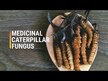 Відео огляд на Dragon Herbs, Cordyceps 500 mg, Гриби Кордицепс, 100 капсул