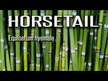 Відео огляд на Eclectic Herb, Horsetail, Хвощ польовий, 60 мл