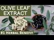 Відео огляд на Gaia Herbs, Olive Leaf, Оливкове листя, 30 мл