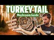 Відео огляд на Turkey Tail, Гриби Траметес Хвіст Індички, 200 г