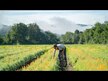 Відео огляд на Gaia Herbs, Plant Force Liquid Iron, Залізо, 473 мл