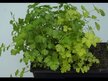 Відео огляд на Solaray, Celery Seed, Селера 505 мг, 100 капсул