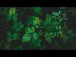 Видео обзор на Эхинацея и Желтокорень Срей, Echinacea Goldenseal, 30 мл