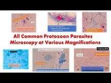 Professional Formulas, Parasites/Amoeba/Protozoan Nosode Combination