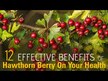 Відео огляд на Hawthorn Berries 1530 mg 100 Vegan, Ягоди Глоду 1530 мг, 100 капс