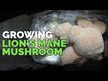 Відео огляд на Lion's Mane, Гриби Левова Грива, 120 капсул