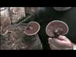 Відео огляд на Host Defense Mushrooms, Reishi, Гриби Рейши, 100 г