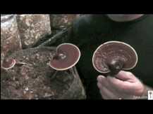 Host Defense Mushrooms, Грибы Рейши, Reishi, 100 г