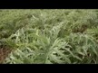 Видео обзор на Gaia Herbs, Красная свекла, Red Beet Soluble Crystals, 200 г